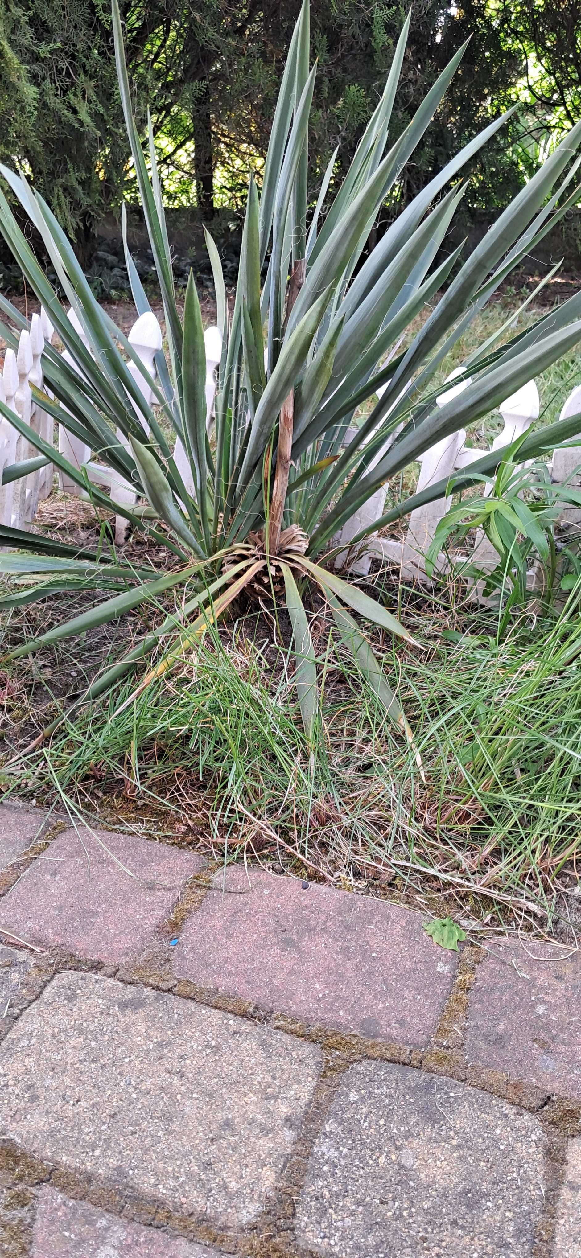 Jukka Juka Karolińska ogrodowa Yucca