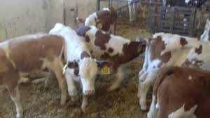 byczki mięsne naprawde cielęta godne uwagi