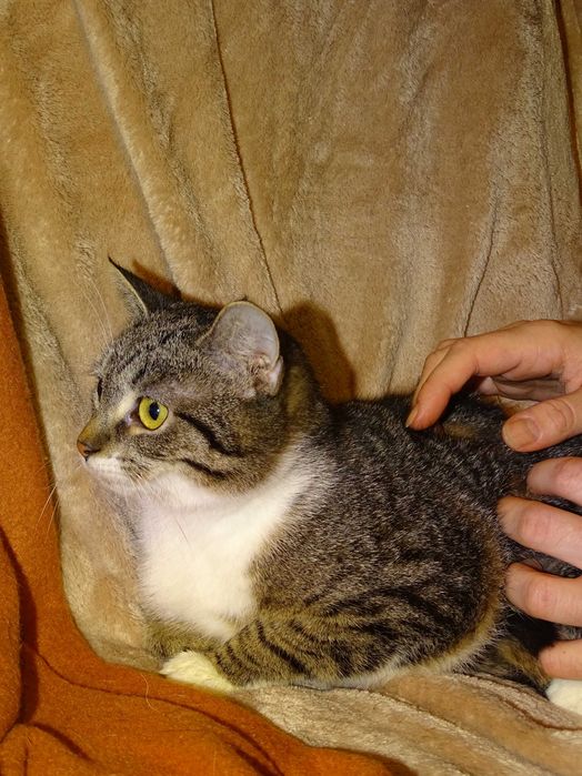 FIONA- bura, młoda kotka