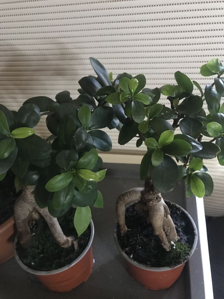 Rodzina Bonsai duza kpl. 3 szt.