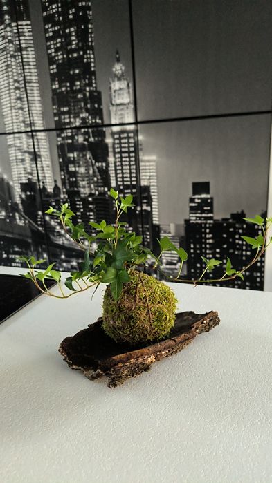 Kula mchu# kokedama