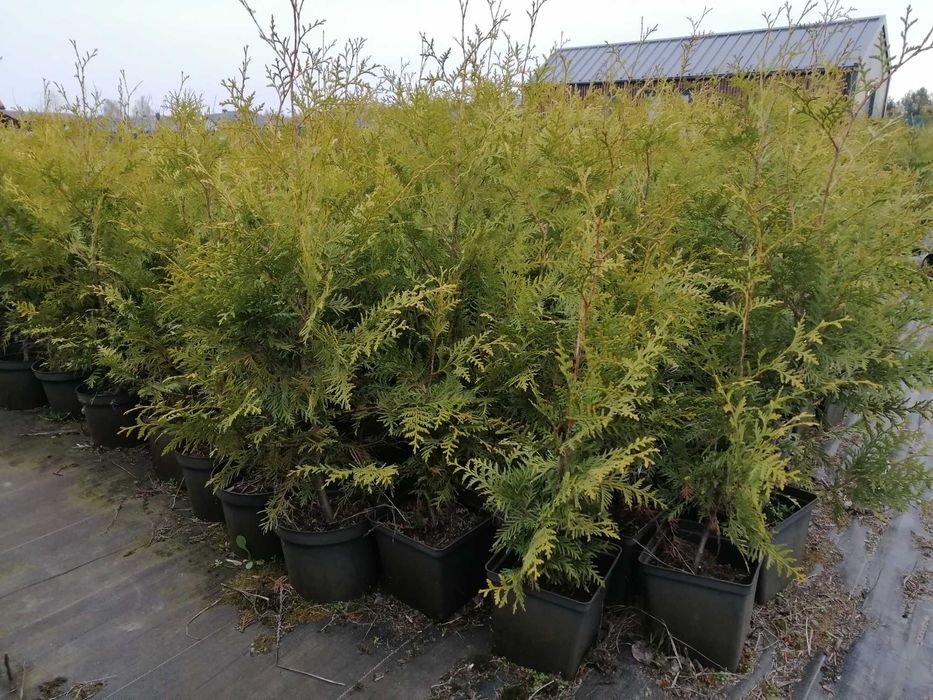 tuje tuja brabant  ok. PIASECZNA