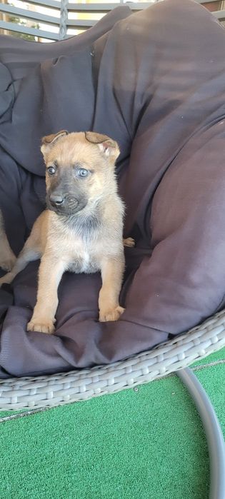 Owczarek belgijski malinois