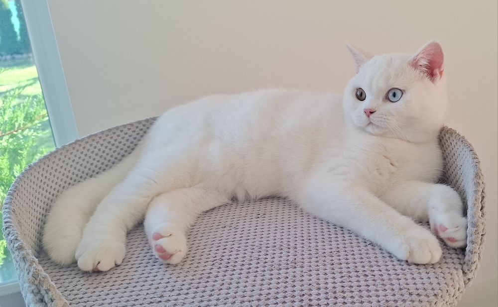 Kot brytyjski biały
