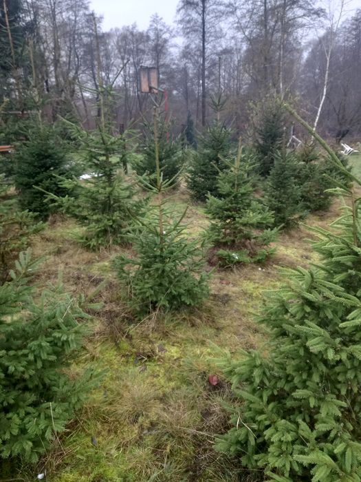 Choinki  żywe świerk