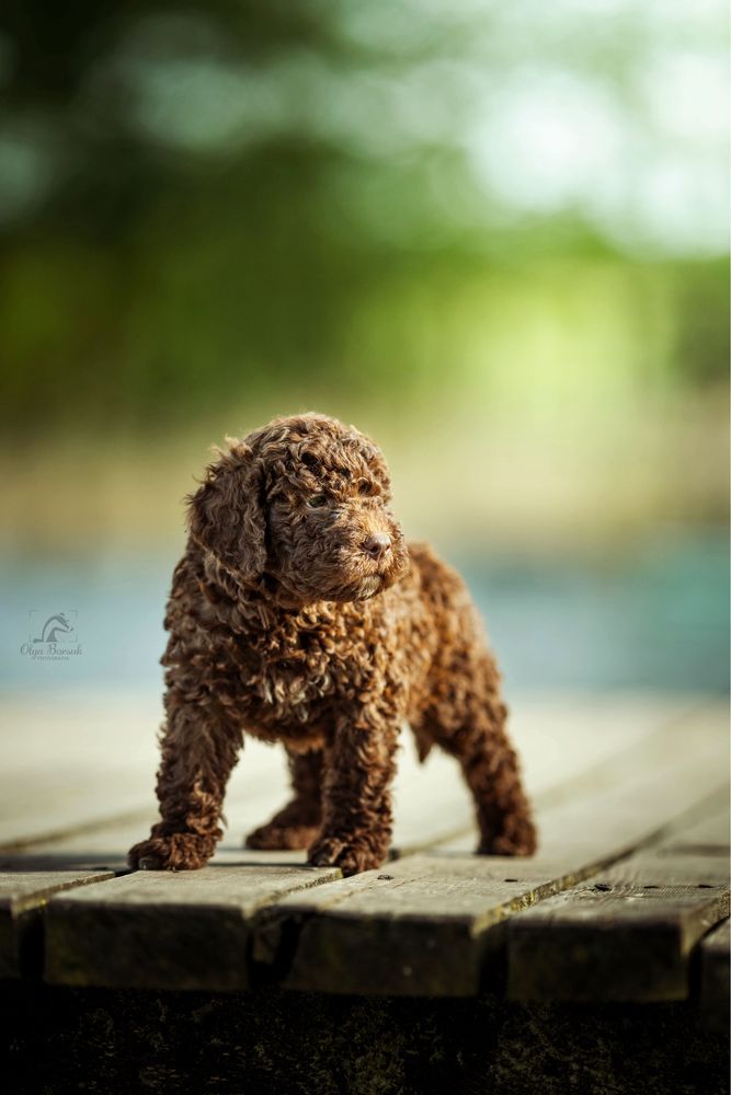 Lagotto Romagnolo