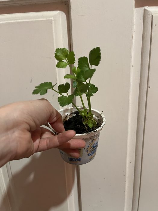 Растение Сельдерей (свежая зелень)