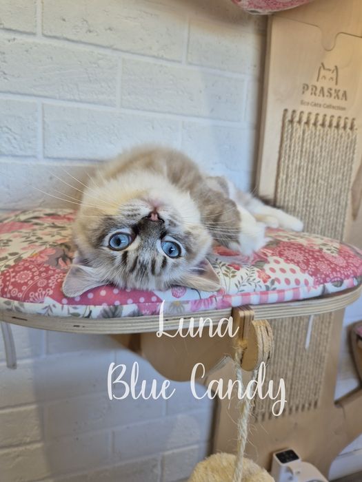 Kotka Ragdoll Luna Blue Candy Pl Warszawa Gotowa do odbioru FPL