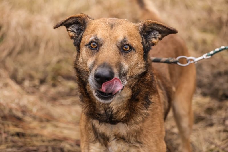 Alvin do adopcji!