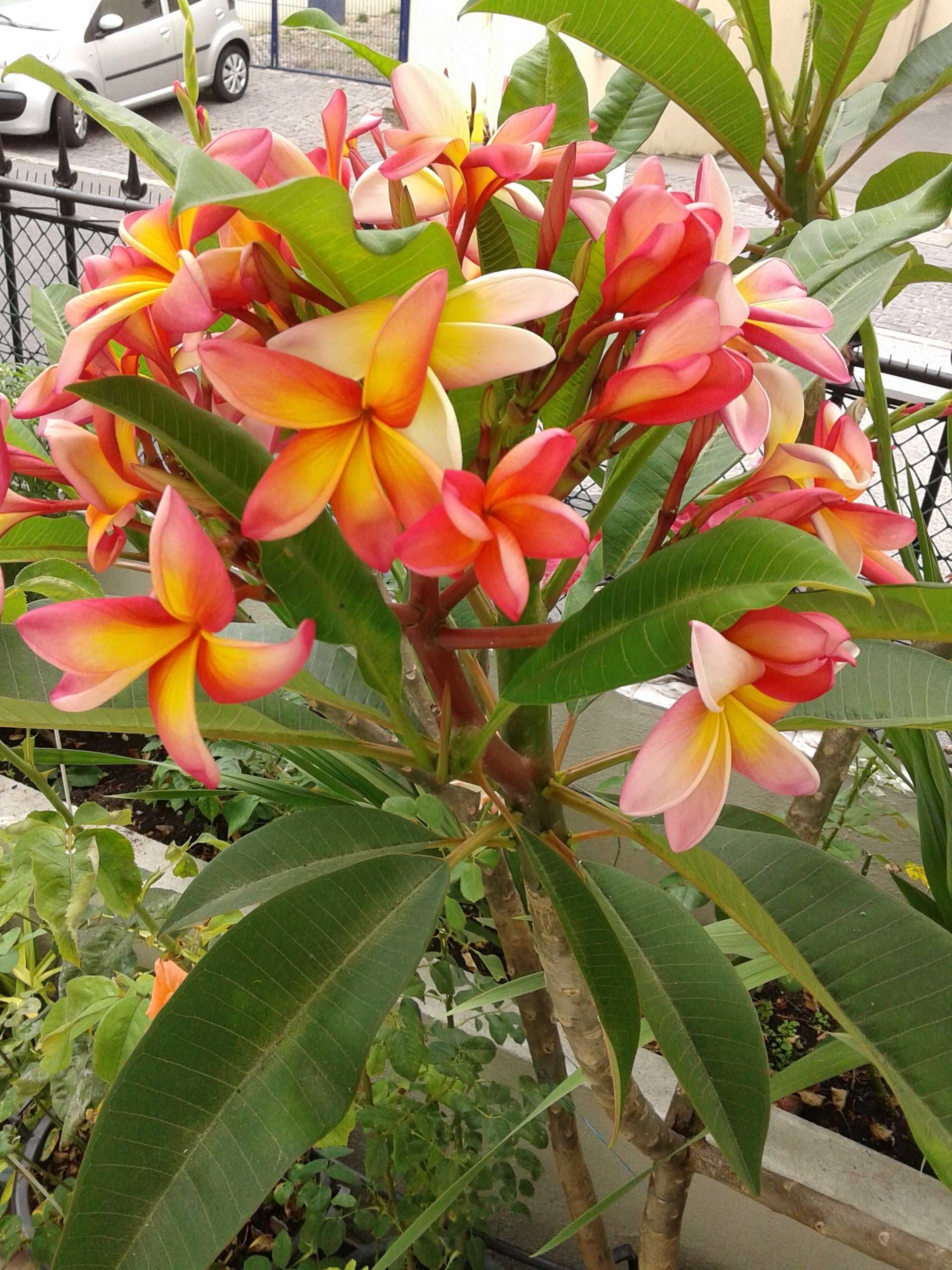 planta tropical muito rara em Portugal