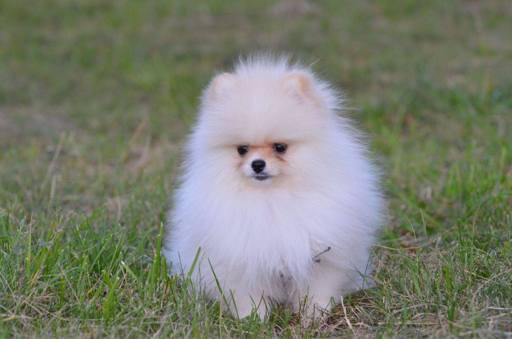 Гарненька крем дівчинка