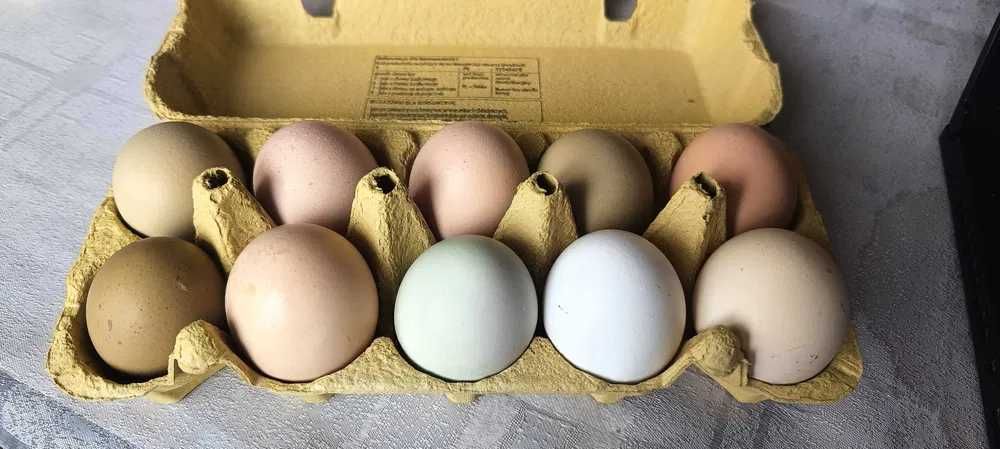 jajka od kur z wolnego wybiegu