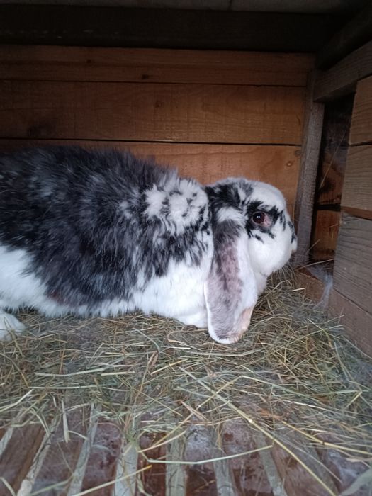 Продам кролицю породи Французький баран