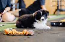 Suczka Border Collie ZKwP/FCI-wyjątkowość w czystej postaci
