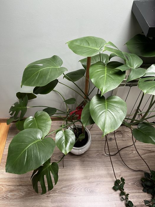 Kwiat doniczkowy monstera dziurawa