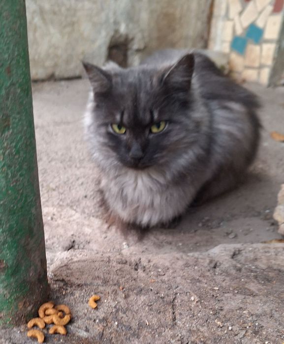 Много разных котят. Котята бесплатно. Котенок даром. Кот. Кошка.