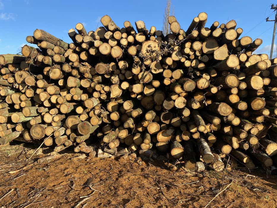 Drewno Kominkowe Drzewo Opałowe Układane Dąb Buk Sosna Grab Brzoza