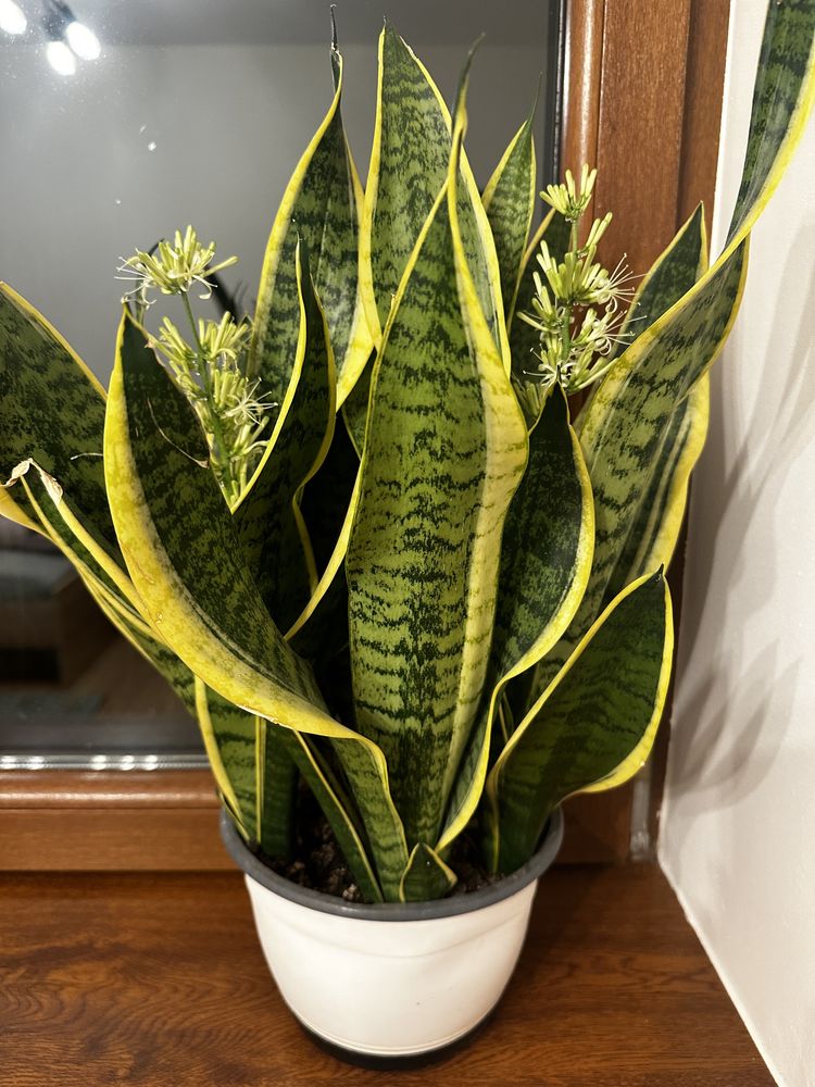 Sansevieria jezyk tesciowej