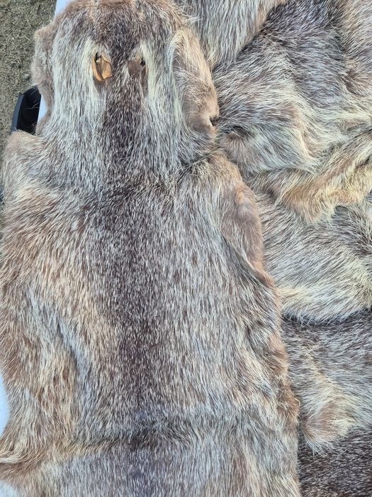 Futro, skórka z nutrii