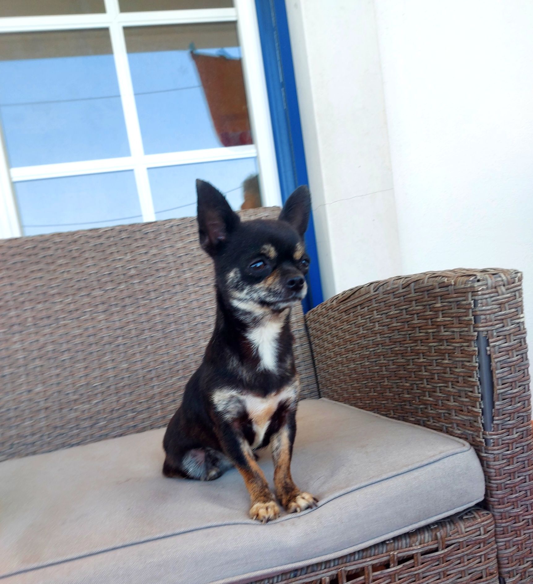 Chihuahua Fêmea, Linda