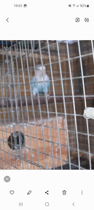 Para cedência casal