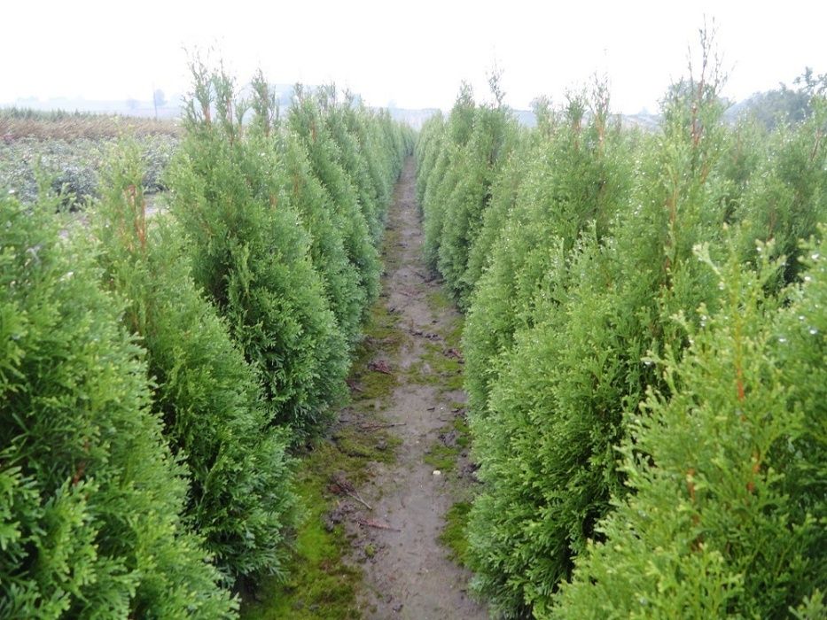 Tuja tuje Szmaragd, krzewy ozdobne