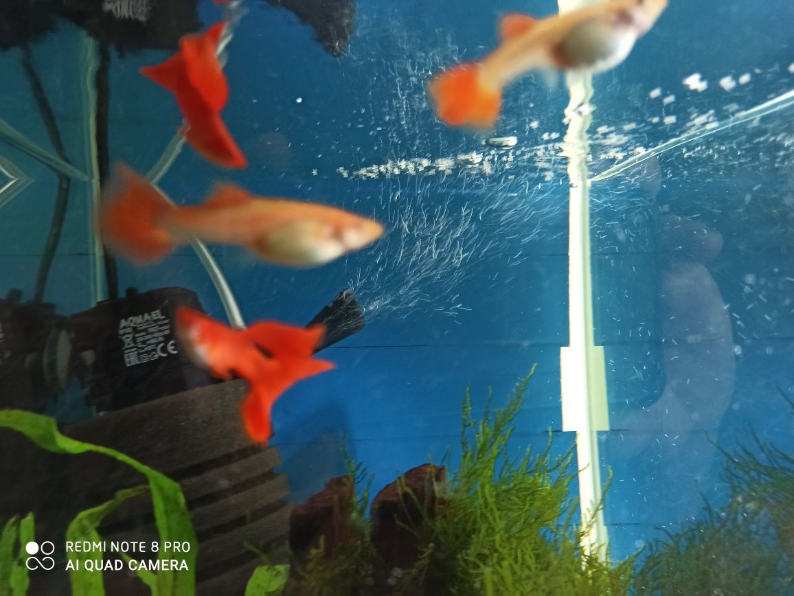 Gupik Guppy Full Red Albino