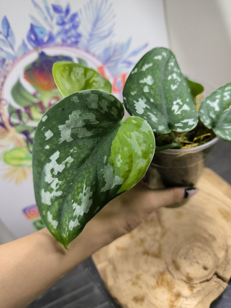 Scindapsus Pictus regress variegata scyndapsus