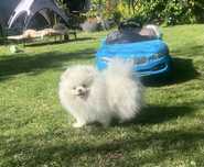 Szpic miniaturowy Pomeranian hodowla fci