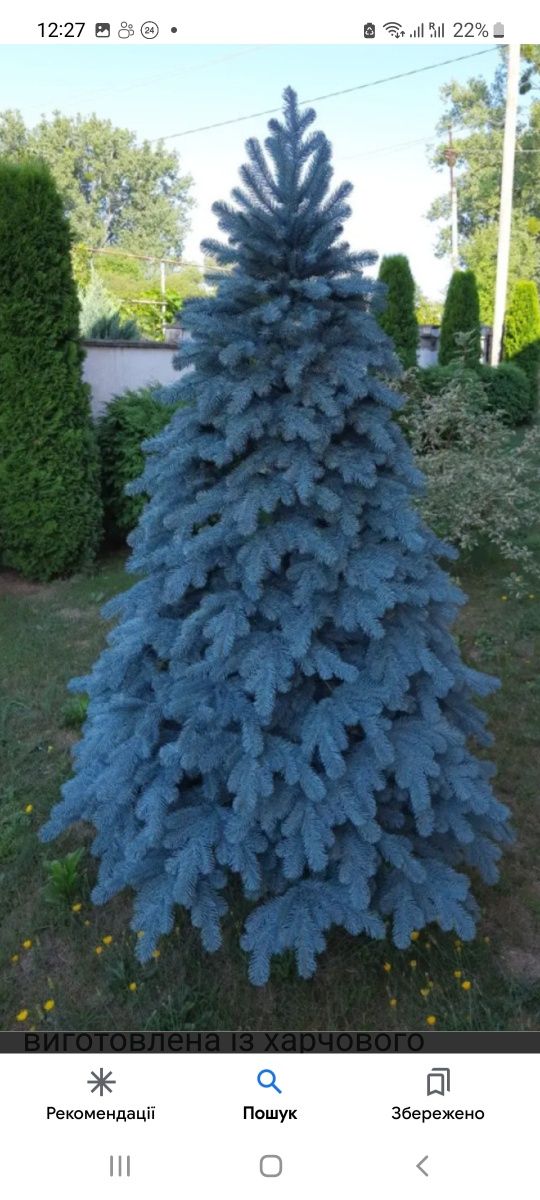 Лита ялинка елка ковалівська голуба 220см.