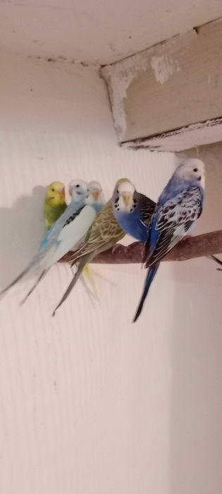 Papugi faliste młode