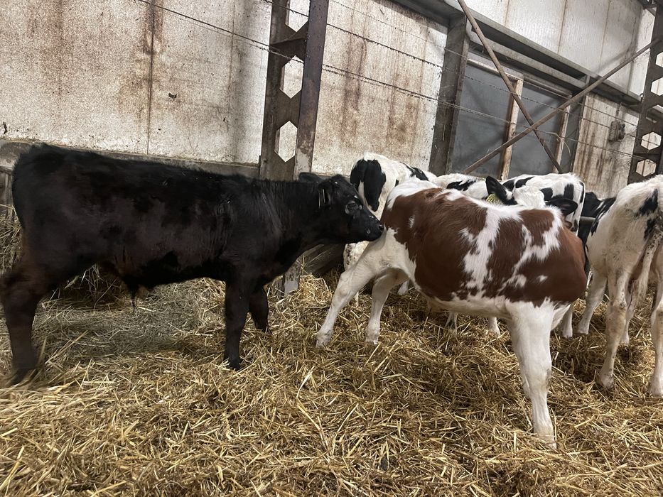 Byczki 4-5 m-c sprzedam