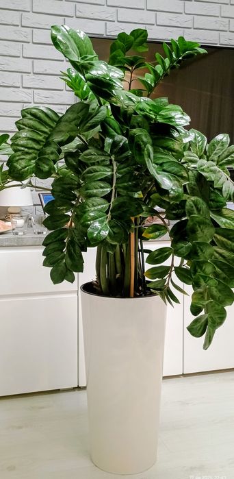 Zamioculcas duży kwiat