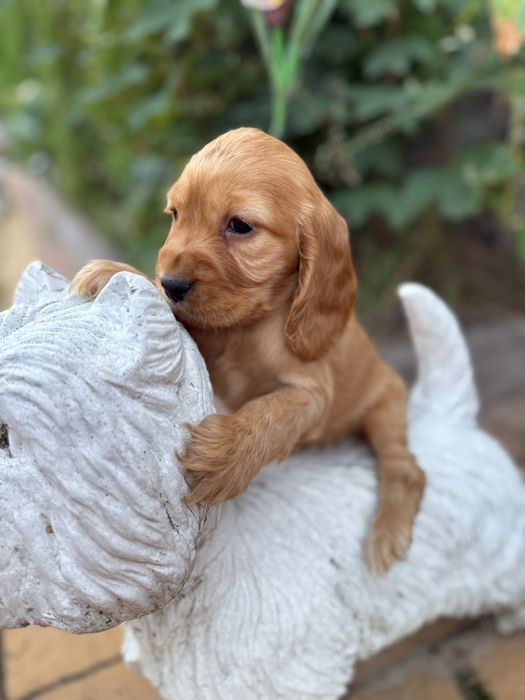 Cocker spaniel angielski Piesek rodowód
