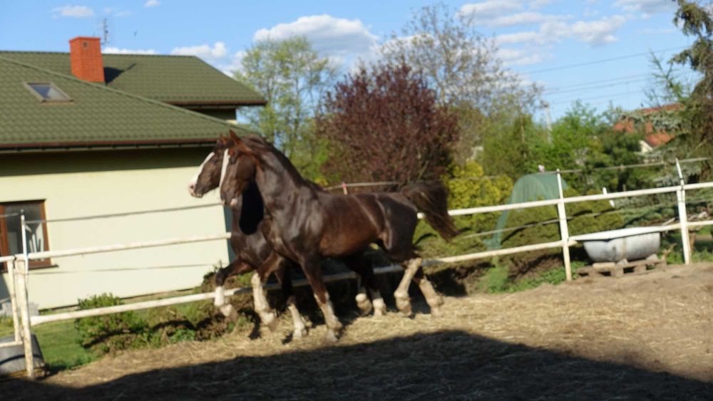 Para ogierów KWPN 3,5 letnie