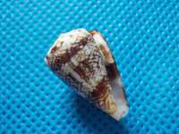 Muszle morskie- Conus cuneolus