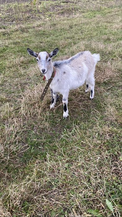 Продам козенят пара