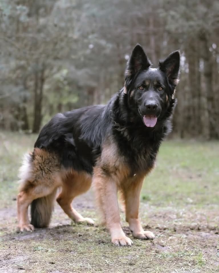 Owczarek niemiecki do adopcji