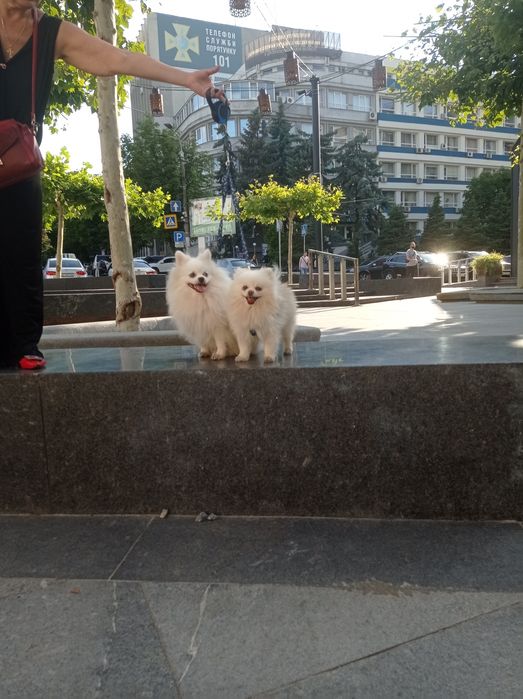 На вязку белые шпицы.