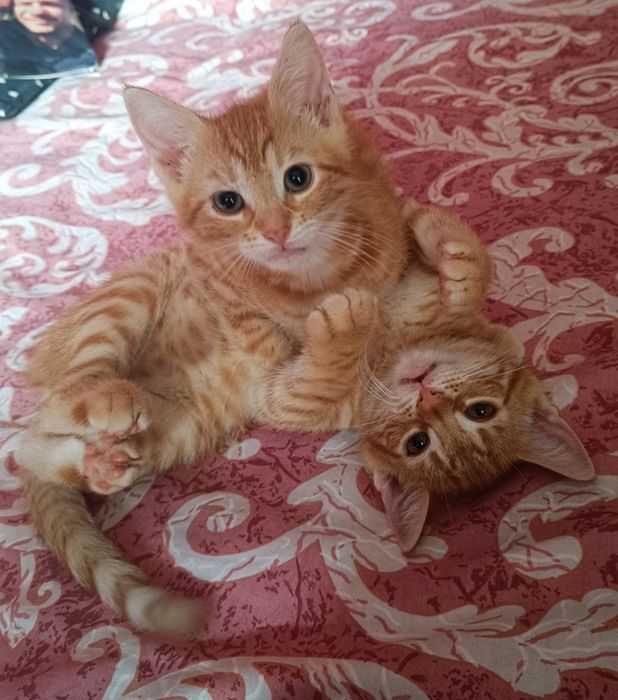 Piękne małe kocurki kociaczki do adopcji od zaraz