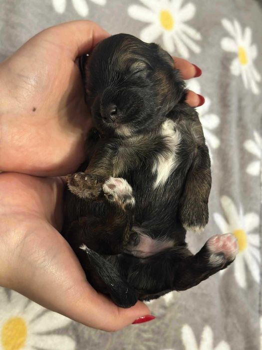 Cudny Hawańczyk samiec CZARUŚ :)