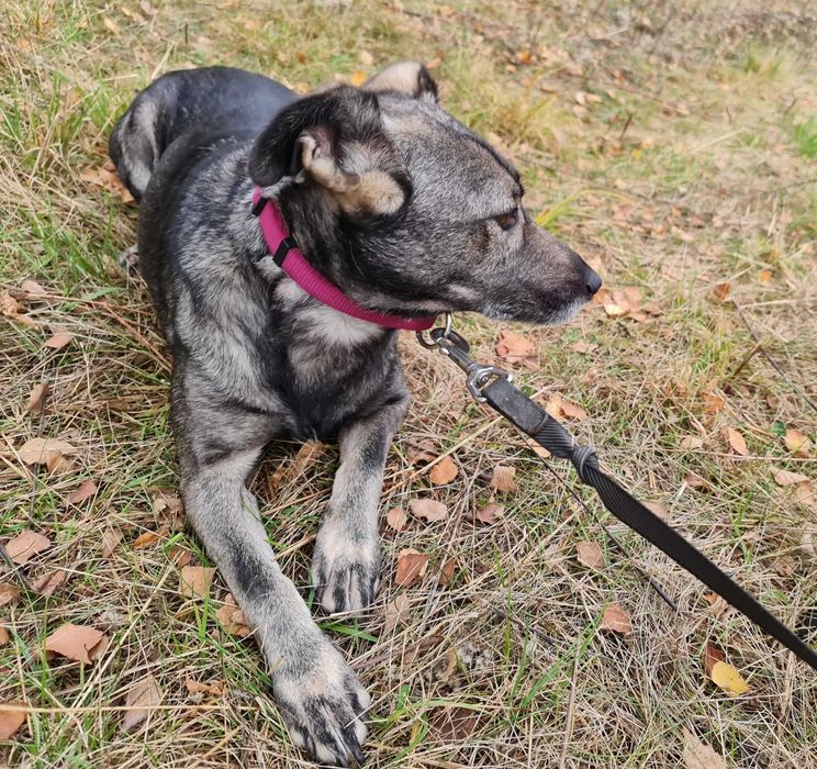 Daisy potrzebuje domu, aby mogła wreszcie normalnie żyć.
