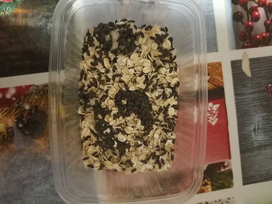 Жук знахар • Білковий корм для мурах, ящірок та риб