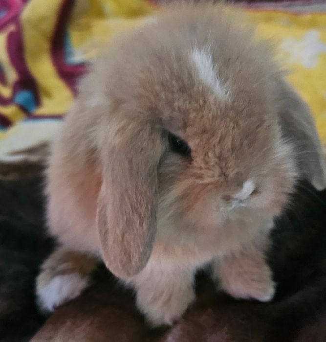 Coelho anao mini lion, mini holandes e mini lop