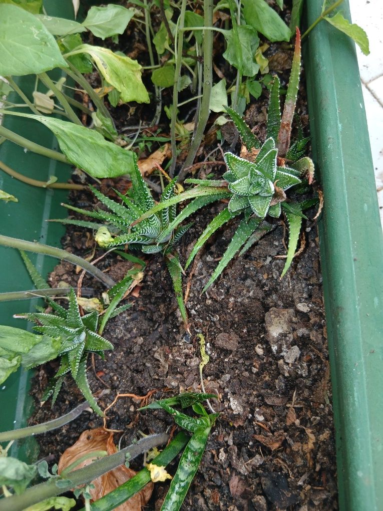 Plantas de interior e exterior