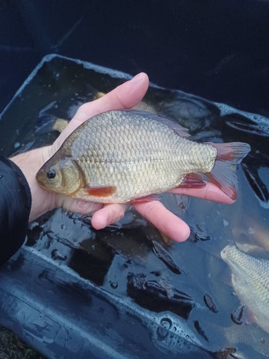 Karaś złota . Amur , Lin , Tołpyga  , Sandacz.