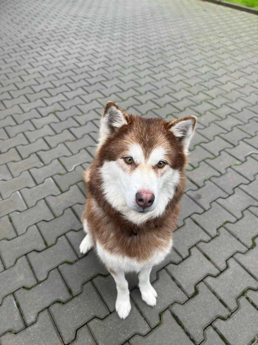 Piękny Rubin do adopcji