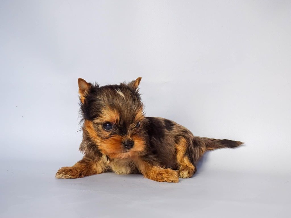 Blue merle piesek Ozzy mini xs