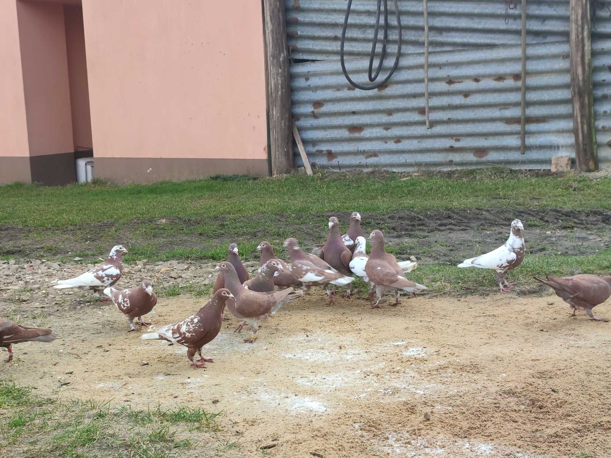 Sprzedam gołębie pocztowe mulemansy  . Samiczki i samce