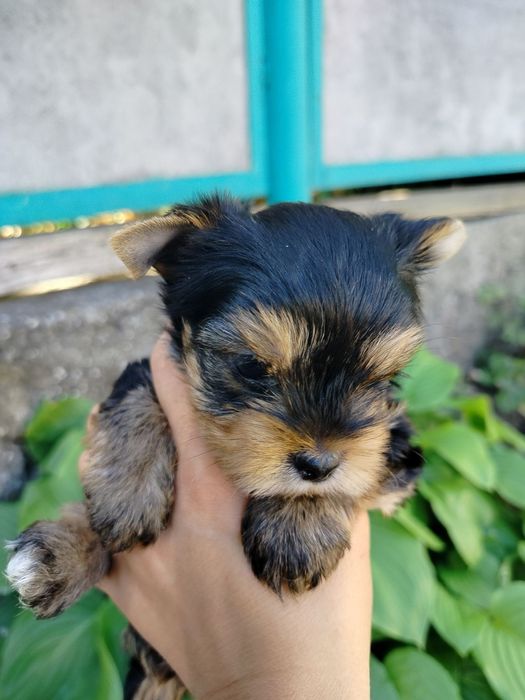 Милейшая мордашка